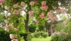 XXX happyheidi:rosegarden by vera 🌸🍃 photo