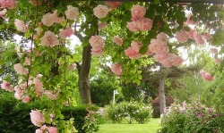 happyheidi:rosegarden by vera 🌸🍃