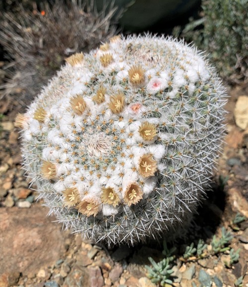 Mammillaria parkinsonii
Mammillaria is a very large genus of cacti native to Mexico and the southwestern U.S., with some of the species staying single-headed and others making clumps. M. parkinsonii is one of the clumpers, with the heads dividing and...