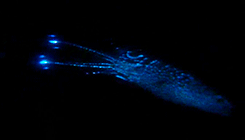 dear-monday: The Blue Planet: firefly squid. 