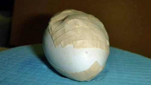 miss–kiwi:useless-newzealandfacts:mothernaturenetwork:Endangered bird hatches from egg held together