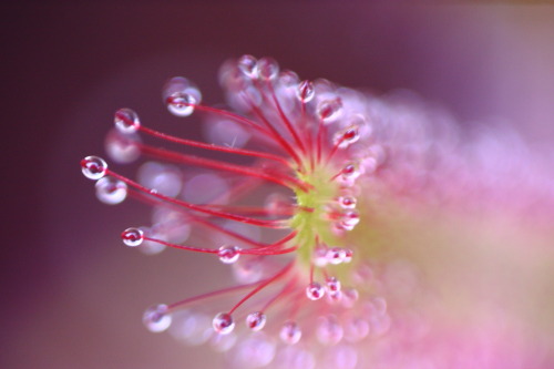 unassassinofischiettava: Drosera Capensis - Reverse LensPiccica - Bellissima e letale. *-*Drosera Ca