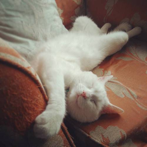 #Meko #hismajesty #lazy #cat #cute #sleepy