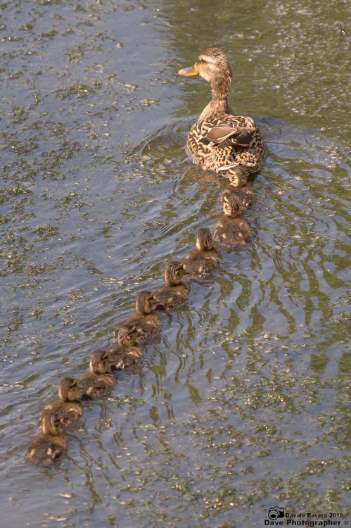 davide-ravera:Duck❤️