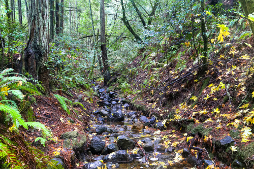 steepravine: Stream, Leaves, Fern, Forest (Marin, California - 11/2014)