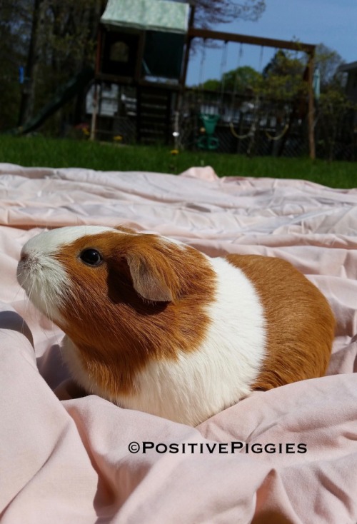 positivepiggies:Bubbles wants to let everyone know that you can be strong in times of fear. You have