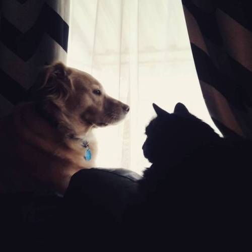 Light & dark : & Peach & Mellie #dogsofinstgram #catsofinstagram