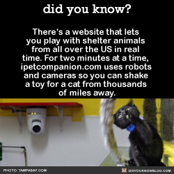 did-you-kno:   You can move the camera, zoom in and out, move 3 different toys, chat with other users, and take pictures during your session. I just tried to play with some kitties in Oregon. This one was only interested in other cats… …and the toy