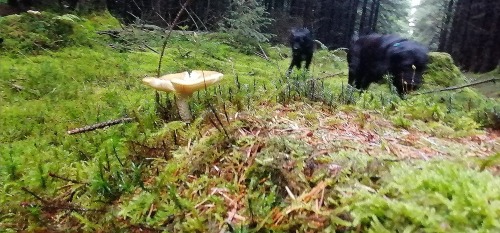 Mushroom And Black Dogs