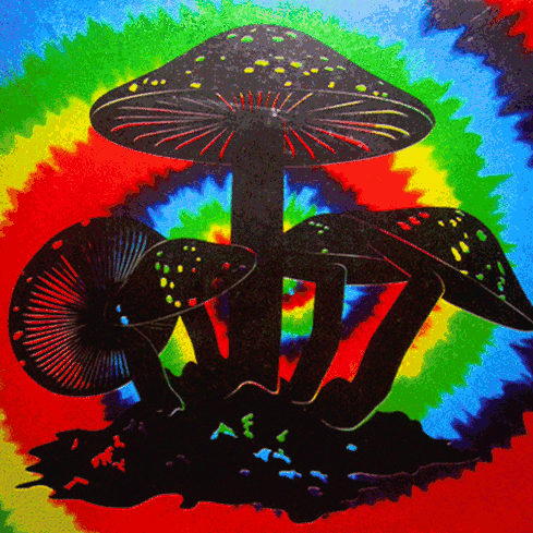 Rainbows and shrooms, what&rsquo;s not to love? Also, I&rsquo;m 10 followers away from 1,000