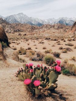 Desert bloom