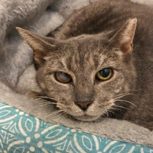 shelterpetproject:  This 12-14 year-old girl has spent the majority of her life on the streets of Philadelphia before finding her way to the local shelter. Despite her epic Resting Brat Face and all the years living rough, it’s amazing how sweet Carol