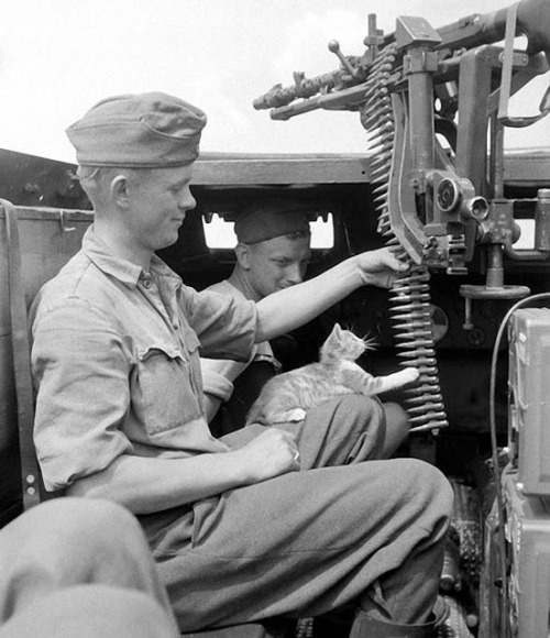 kittehkats: Cats at War Historical photos of cats and kittens in war settings.  A little tender