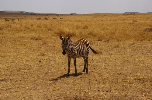 Kenyan wildlifeSome pictures I took during my safari in Kenya (Amboseli and Maasai Mara)