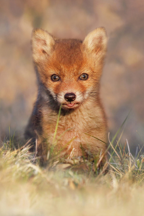 beautiful-wildlife:Little cutie by © Joke Hulst