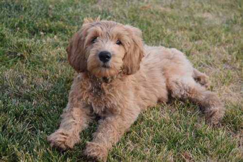 animalrates:  animal rates?