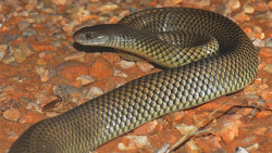 mothernaturenetwork:  A certain venomous snake bites people in their sleepResearchers aren’t sure why the snakes saw fit to bite sleeping humans, but suspect the snakes may have been looking for a warmer places to curl up for the night.
