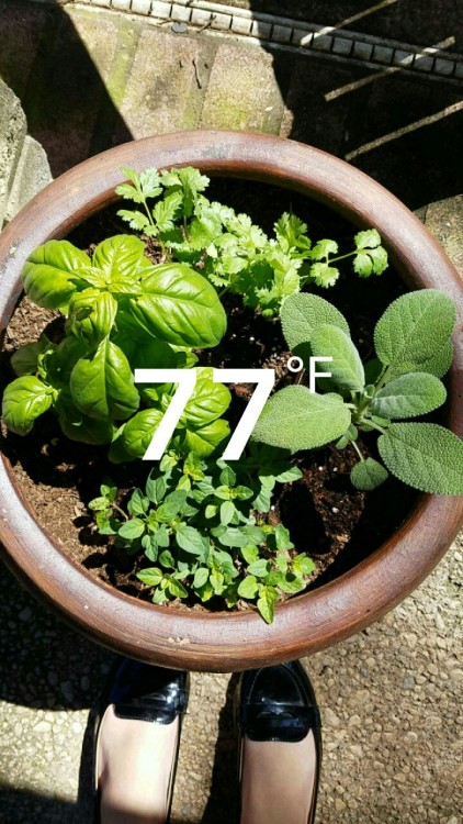 My herbs two weeks after potting them! Sweet Basil, tarragon, cilantro and garden sage :D (I&rsq