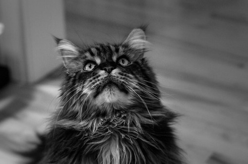  B&W shots of Ben, the Maine coon. (Jan 2018) 