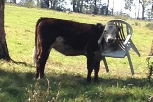 bawbagbanjo:silly cows