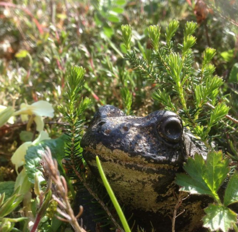 mythosblogging:    Allegedly found inside the head of a toad, a toadstone is a mythical gem popular in medieval Europe. People would buy jewellery made of these stones, as they were said to heat up in the presence of poison as well as serving a a cure