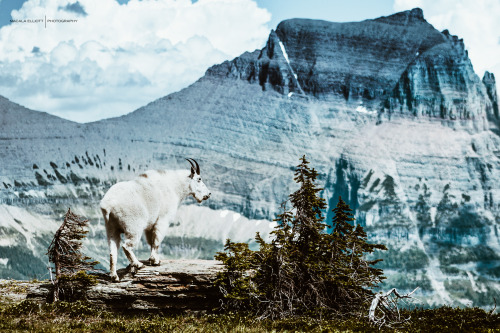 Mountain Goat on Logan Pass | Continental Divide | Glacier National Park Macala Elliott Photography