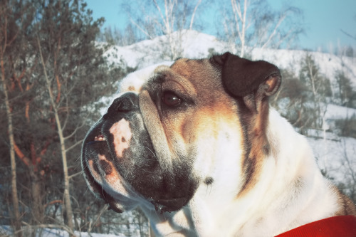 Bulldogs & Sunset