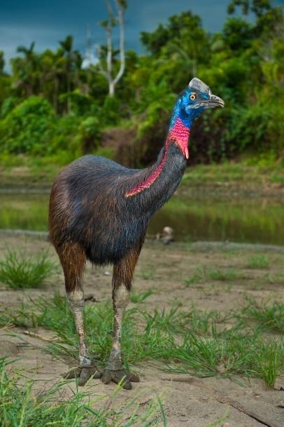 Cassowary Appreciation Post