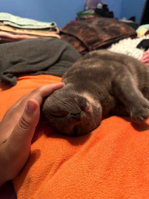 Cleopatra Looks The Cutest When Her Eyes Are Closed, She Looks So Peaceful.