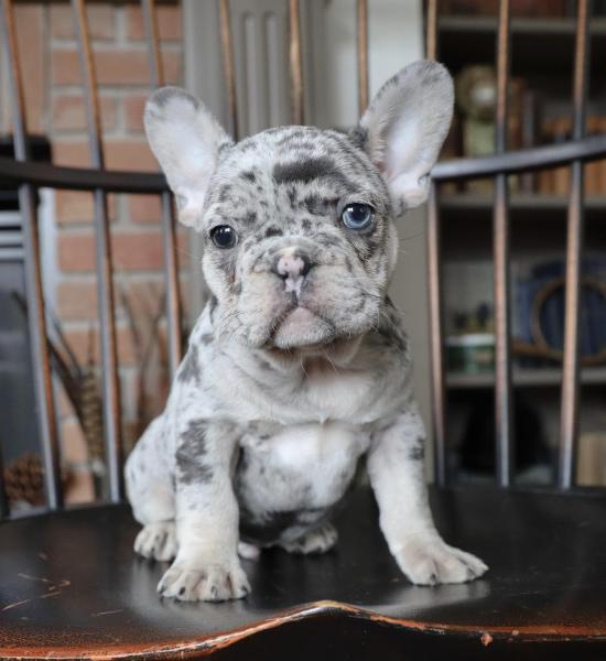 Premier French Bulldogs — Buy Blue eyed Bulldogs Online