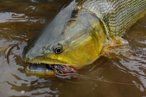 Toothy one putting the wire bite-tippet to the test&hellip;