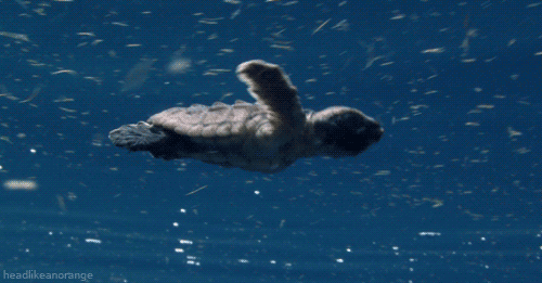 alphamachine:  itssimplysam23:  h-ound:  awwww-cute:  Baby sea turtle swimming  or is it flying through the snow  Definitely flying through the snow.  Either way go little buddy!  “Dude!”