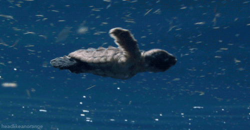 quotes-and-gifs:  feeling sad? look at this baby animal blog!