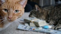 cashcats.biz