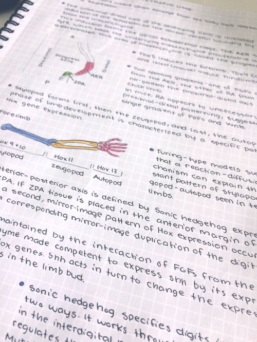 Notes on early limb development!