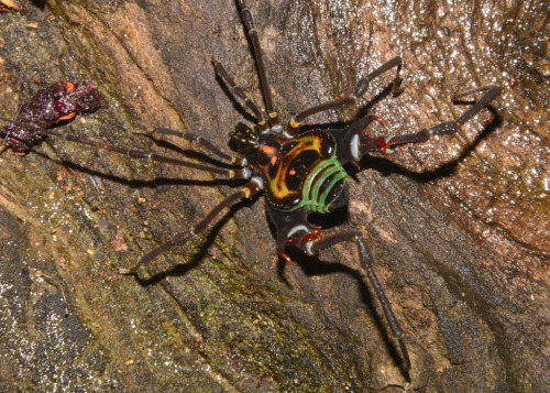 onenicebugperday:Ornate harvestmen in the genus Sadocus, Gonyleptidae, found in South America. All p