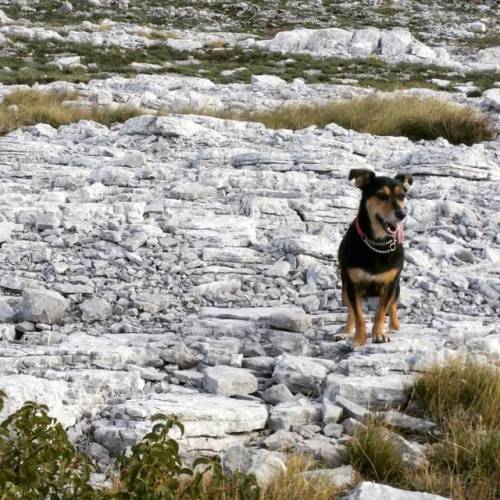 Tongue out! #instadog #zanna #walkinthemountains #dinara #croatia #croatiafulloflife #enjoyinglifeto