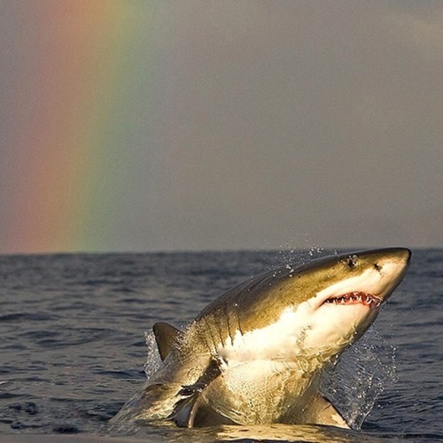 cryptdoor: monarchdragon: red-eye-radio: So I thought y'all would like this too This great white com