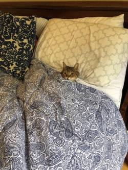 catasters: