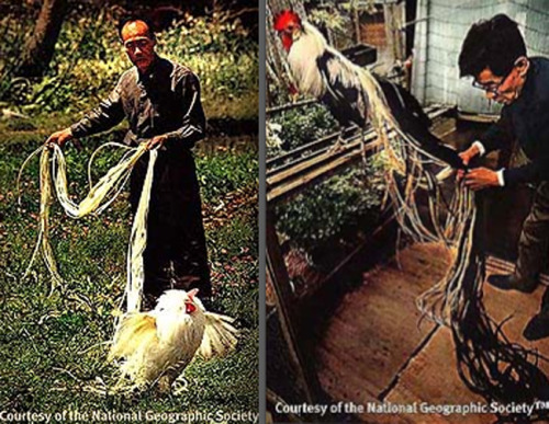 archiemcphee:  Check out the awesomely long tails on these roosters! These regal specimens are Onagadori or “Long-tailed” chickens. They’re a breed of chicken from the Kōchi Prefecture of Japan who evolved from common domestic chickens who mated