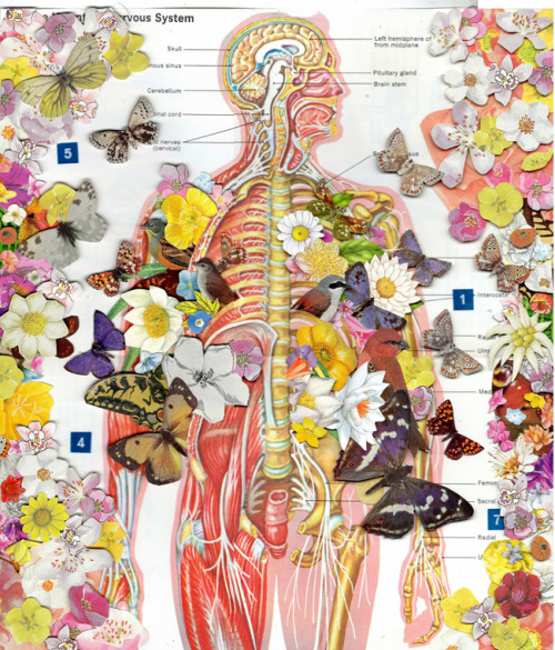 devidsketchbook: ANATOMICAL COLLAGE BY BEN GILES UK, Kingston-based artist Ben Giles (Tumblr&nb