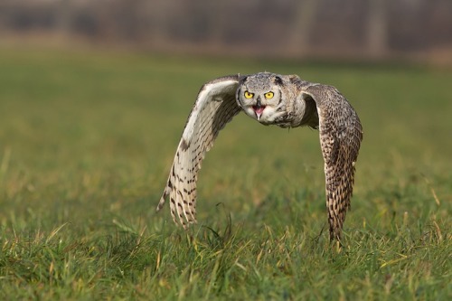 kotoripiyopiyo: かっけー！ petapeta: Magnificent Photos of Owls in Flight - My Modern Metropolis