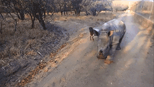 blazepress:  Baby rhino just wants to fit in.