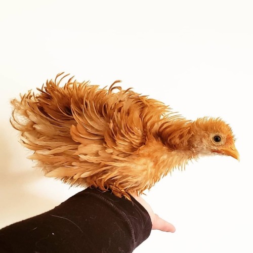 Meet Lulu Lemonpop Chicken. She’s a bantam frizzle cochin and I think she’s just the cat