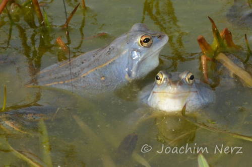 toadschooled: Male moor frogs [Rana arvalis] patiently waiting for females to arrive to their breedi