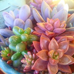 osita-mimi:  Variedades de succulents varios