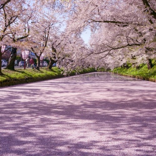 げんき@写真‏ @g199435今朝の弘前公園です。