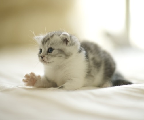 Pleased to meet you.(via Jacky Ge)