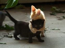 dreams-about-her:  adultrunaway:  cuddle attack!  the black one seems annoyed