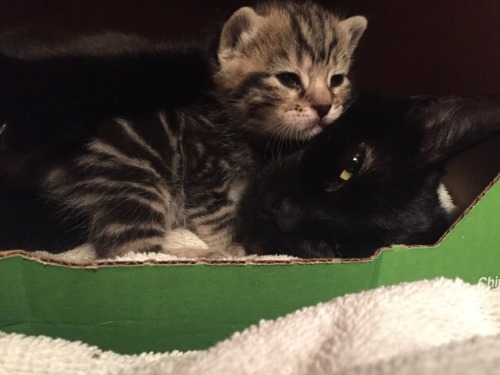 kyoukokirgiri:Kitten spam!They were born May 8th, so they’re about two and a half weeks old now.